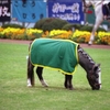 ＪＣ−ＰＡＤＤＯＣＫ
