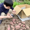 サツマイモの収穫、がんばりました！