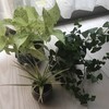 植え替え