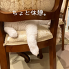 雨田甘夏、すっきりです。【猫と自宅と清潔事情】