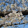 慌ただしい年度末、お花見散歩