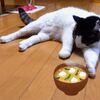 具材アンケートと好みのお味噌汁