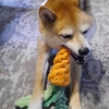 ニンジン🥕さん収穫、だよ