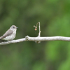 労働公園の野鳥を紹介（２０２０　０５１３）夕方探鳥　その１。