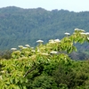 土岳頂上の花