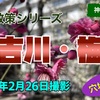 住吉川花見『梅』（2022年2月26日撮影）｜関西ハイキング（神戸市東灘区）