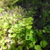 ヤマネコノメソウ（ユキノシタ科）