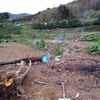 耕作放棄地の整備作業。柿の木の脱根作業