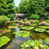 【滋賀県】『草津市立水生植物公園みずの森』に行ってきました。　花　スイレン 