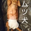 動物病院の会計が怖い！ハナ(愛犬)突然の入院～退院