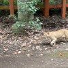 香取神宮を散歩して