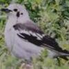 珍しい渡り鳥「シベリアムクドリ」　阿南で四国初の確認