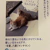 雨田甘夏、芸能猫です。【猫と映りと人気者事情】