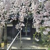 【京都】山科、『岩屋寺』に桜を見に行ってきました。