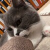 【プチ勤労】カレーが好きな犬、たいめい犬