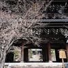 京都22年春_金戒光明寺のアヒル