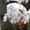 今日の桜