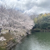 今週末は桜が見頃になりそう♪浅口市内各地の桜スポット！