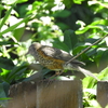 Feathery Visitors to My Backyard