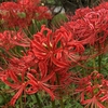 Red spider lily　曼殊沙華の咲く