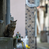 隣市南離島のねこさん