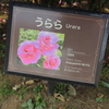 うららチャン(*^_^*)　京成バラ園　2016/05/16