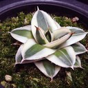 Agave titanota の栽培始めましたのブログ