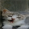車にはねられて必死で助けを呼んでいる子猫を保護