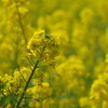  浜離宮の菜の花、単焦点、ときどきズームレンズ(3/3)