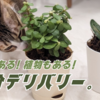 【インド生活】BlinkitでUgaooのミニ観葉植物を買った。なんでもある10分デリバリー、おそるべし。