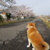 家族とちくわで落合公園にてお花見です。