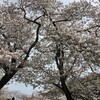 桜咲く和歌山の寺友と行く