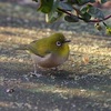 公園の野鳥達（１月７日）