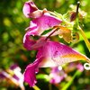 神無月～野の花散歩