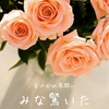 いつもの朝に、バラが咲いた話