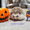 ハロウィンの準備中～