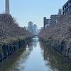 春よ、コイ！