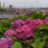 6月の外出　 長慶寺の紫陽花
