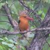 チャバネコウハシショウビン(Brown-winged Kingfisher)