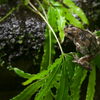 ニホンアマガエル Hyla japonica