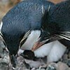 親鳥に抱かれスクスク　ペンギンのひな２羽誕生　松島水族館（宮城県）