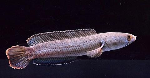 75 パントドン 飼育 すべての魚の画像