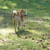 柴犬チャー、東北　5泊6日の旅　岩手～秋田編