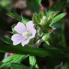 アメリカフウロの花