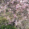 垂れ梅咲くの頃に。２月２８日。