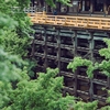 雨降る新緑の清水寺