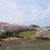 絹の台桜公園の桜 ・・