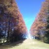 昭和記念公園ぶらぶら歩き