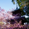 京都・嵯峨釈迦堂の涅槃会で春がやってくる