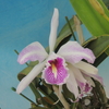 Cattleya maxima f.s/a 'white line'